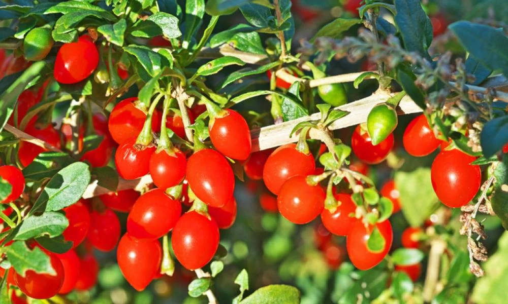 Τι ανακάλυψαν για τα αποξηραμένα γκότζι μπέρι και τις μεγάλες ηλικίες